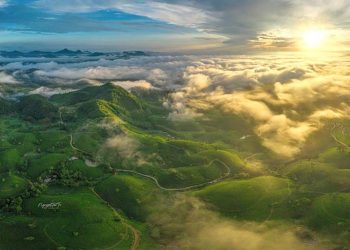 Đồi chè Long Cốc