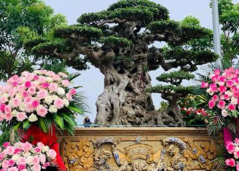 Sanh cổ Tiên Lão Giáng Trần