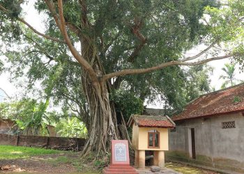 Lưỡng Mộc Đại Thụ ở làng Sơn Cương