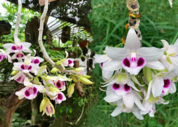 5 cánh trắng Phú Thọ