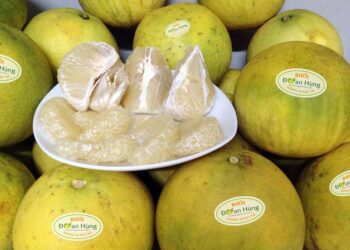 Bưởi Đoan Hùng Phú Thọ