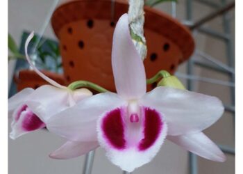 ám mắt trâu Phú Thọ