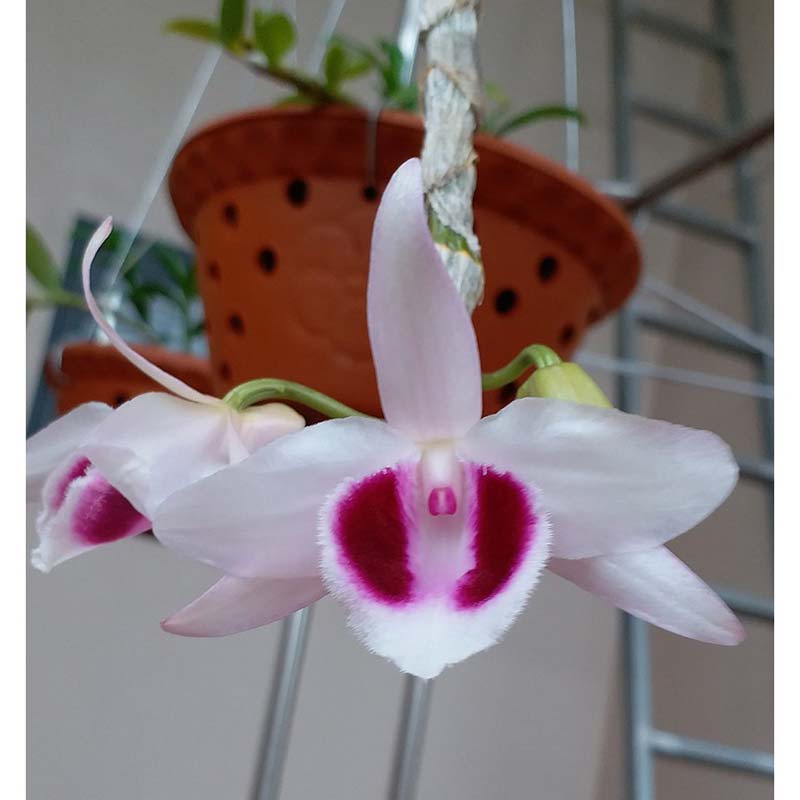 ám mắt trâu Phú Thọ