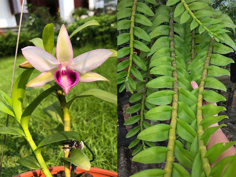 Phi Điệp lá tre Phú Thọ