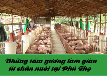 tấm gương làm giàu từ chăn nuôi