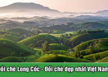 Đồi chè đẹp nhất Việt Nam