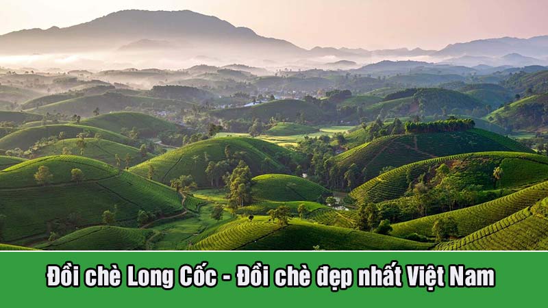 Đồi chè đẹp nhất Việt Nam