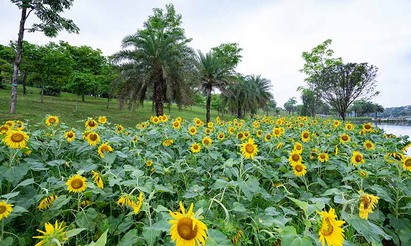 Hoa Hướng Dương nở rộ tại Công viên Văn Lang - Việt Trì