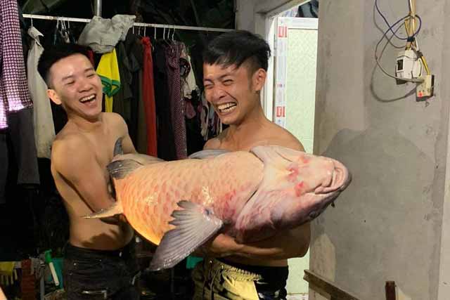 Ngư dân bắt được cá trắm đen nặng 52 kg ở hồ Thác Bà