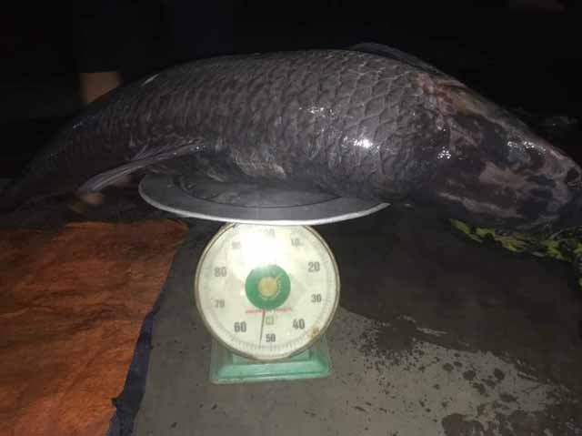 Ngư dân bắt được cá trắm đen nặng 52 kg ở hồ Thác Bà