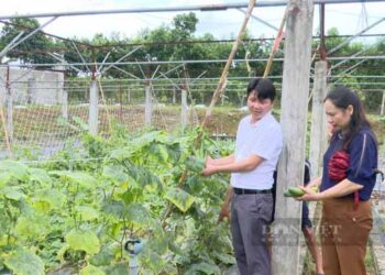 Kỹ sư xây dựng ở Phú Thọ thu 40 tỷ đồng/năm từ 19ha trang trại