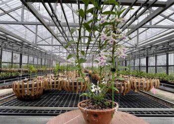 Chăm vườn lan đột biến mất giá 200 lần để…ngắm chơi