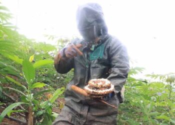 9x Phú Thọ thu về hàng chục triệu đồng nhờ nghề lạ