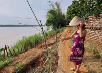 Bờ Sông Hồng sạt lở khiến người dân Phú Thọ thấp thỏm lo âu
