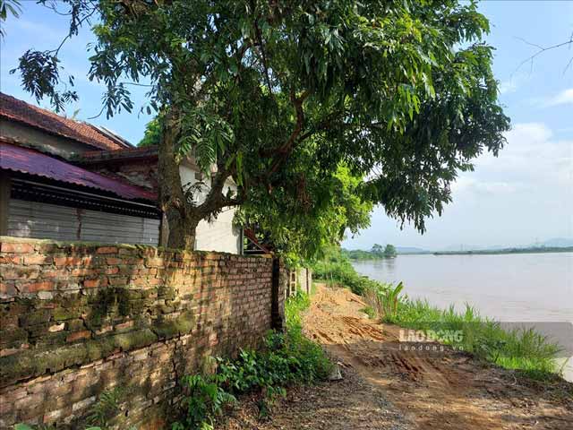 Bờ Sông Hồng sạt lở khiến người dân Phú Thọ thấp thỏm lo âu