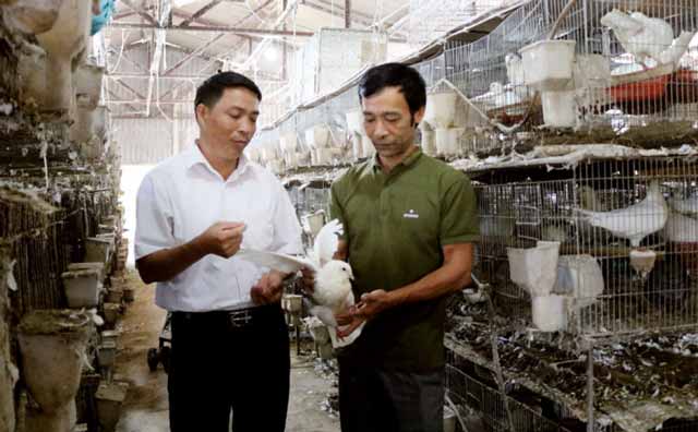 Anh nông dân Phú Thọ giàu lên nhờ loài chim xinh xinh