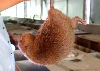 Nông dân Phú Thọ khởi nghiệp nuôi dúi