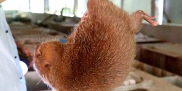 Nông dân Phú Thọ khởi nghiệp nuôi dúi