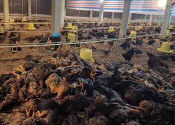 Phú Thọ: Trang trại mất trắng 15.000 con gà vì sự cố điện