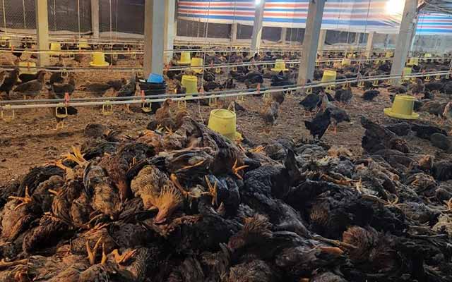 Phú Thọ: Trang trại mất trắng 15.000 con gà vì sự cố điện