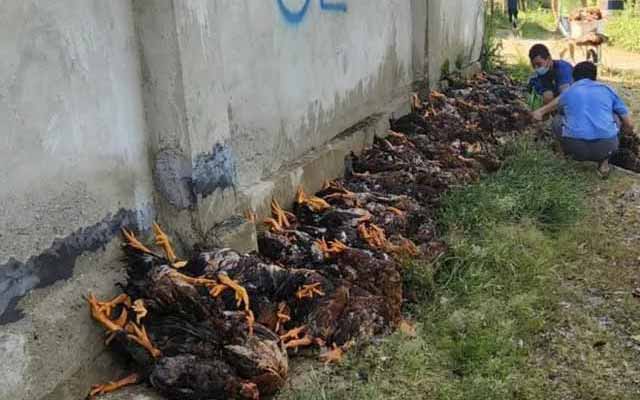 Phú Thọ: Trang trại mất trắng 15.000 con gà vì sự cố điện