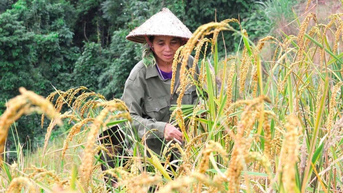 Trong tâm thức của người Tày Cao Sơn, hạt lúa không chỉ là lương thực thuần túy, mà còn là "hạt ngọc của trời"